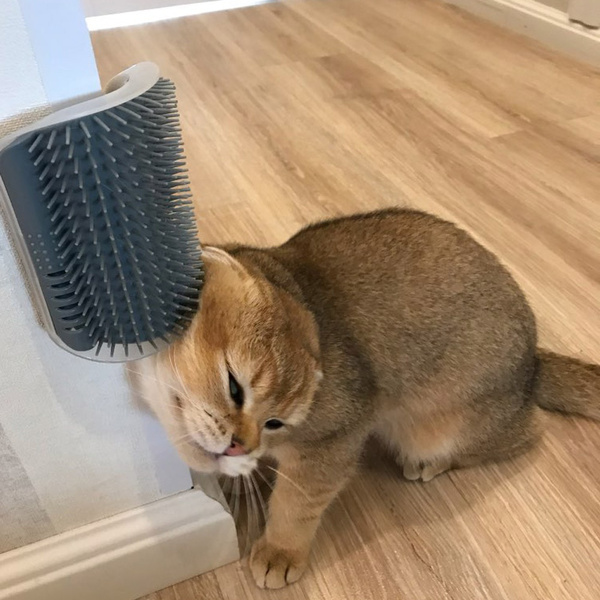 Cat Corner Brush Self Massage